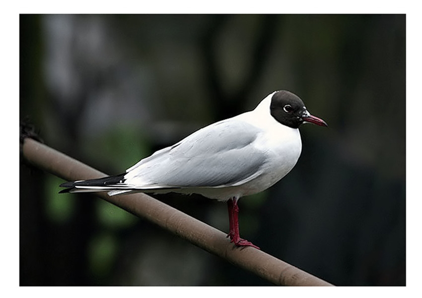 Black-headed Gull