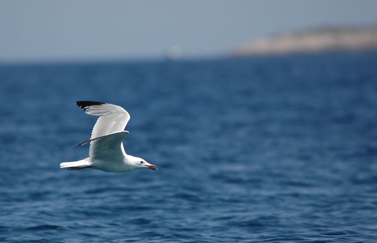 Audouin`s Gull