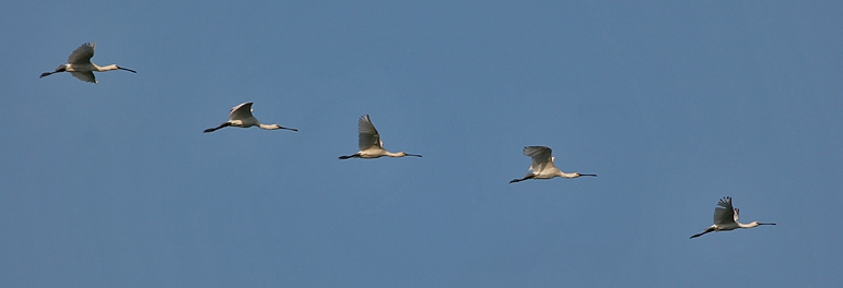 Eurasian Spoonbill