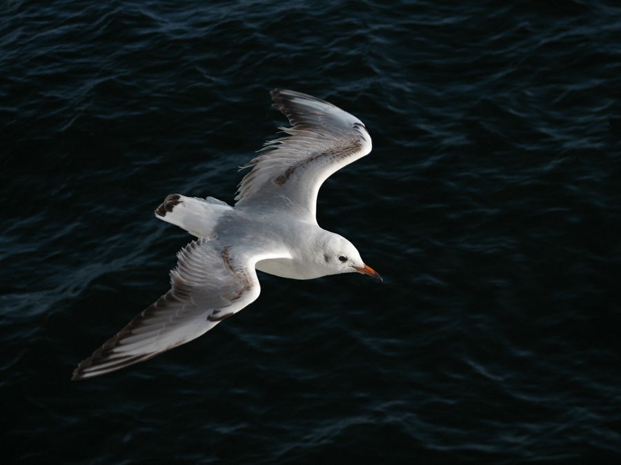Black-headed Gull