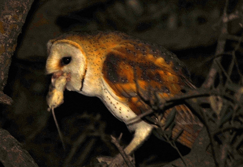 Western Barn Owl