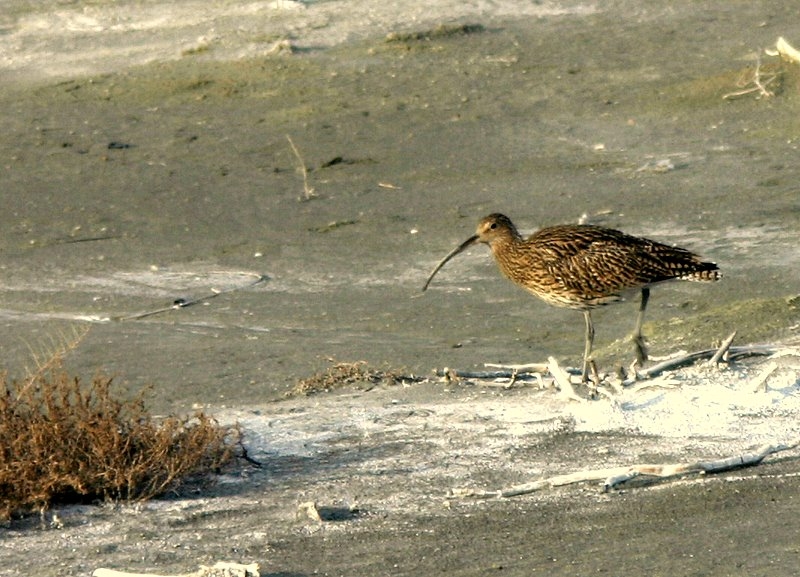 Eurasian Curlew