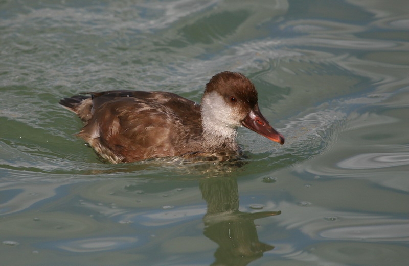 Red-crested Pochard