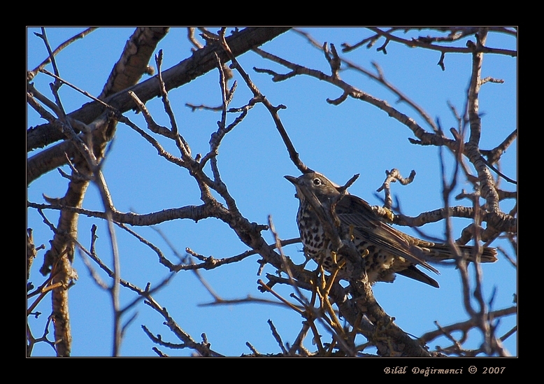 Mistle Thrush