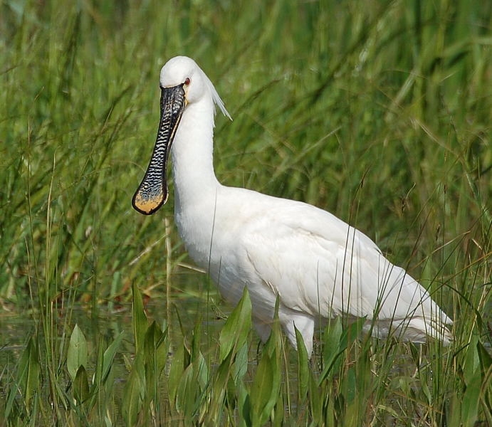 Eurasian Spoonbill