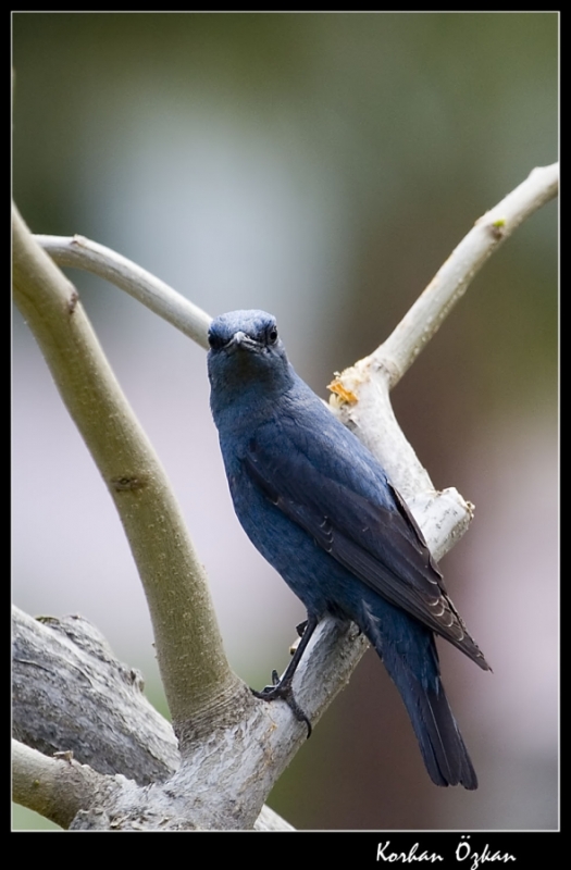 Blue Rock Thrush