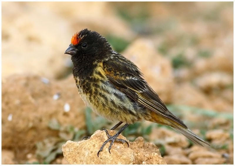 Red-fronted Serin
