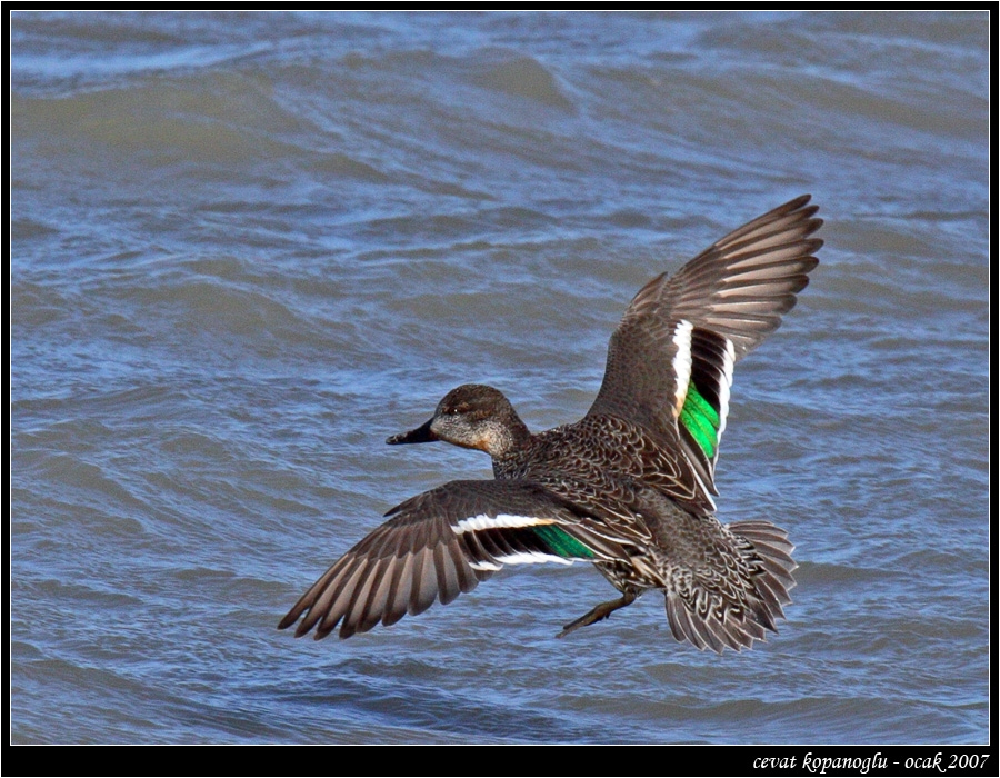 Eurasian Teal
