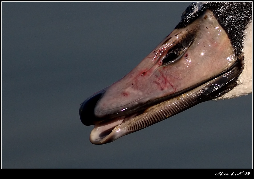 Mute Swan