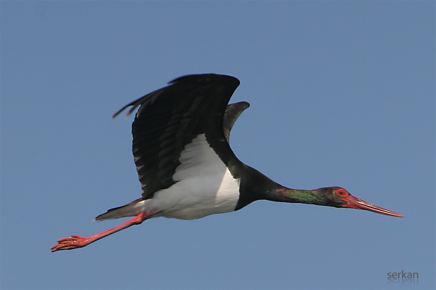 Black Stork