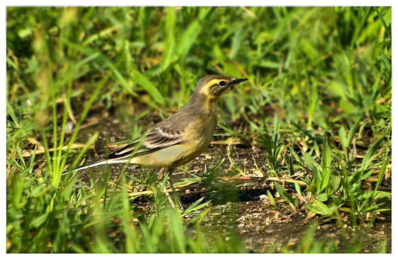Citrine Wagtail