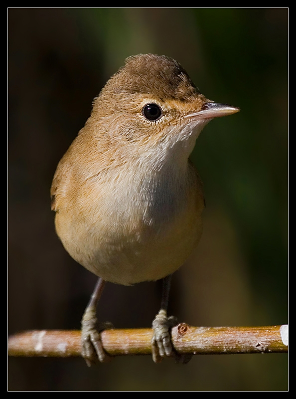 Common Reed Warbler