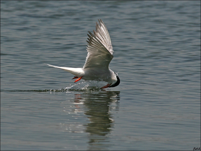 Common Tern