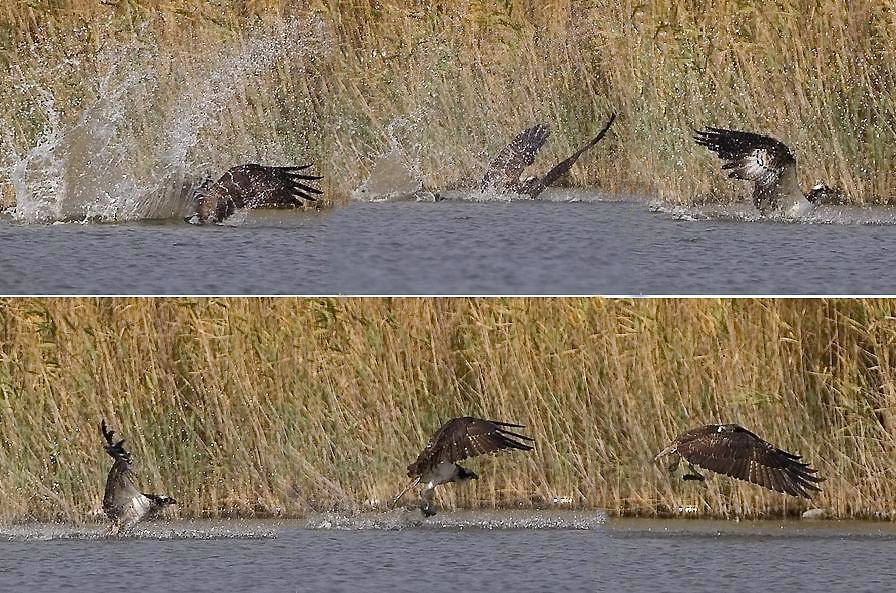 Osprey