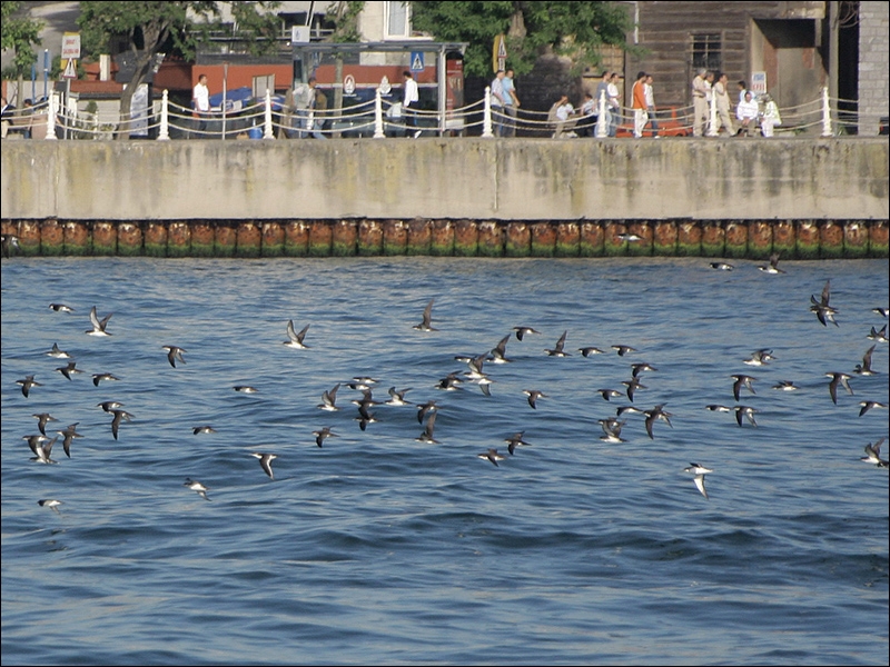 Yelkouan Shearwater