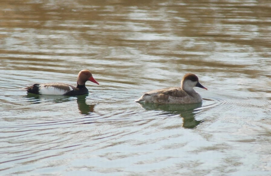Red-crested Pochard