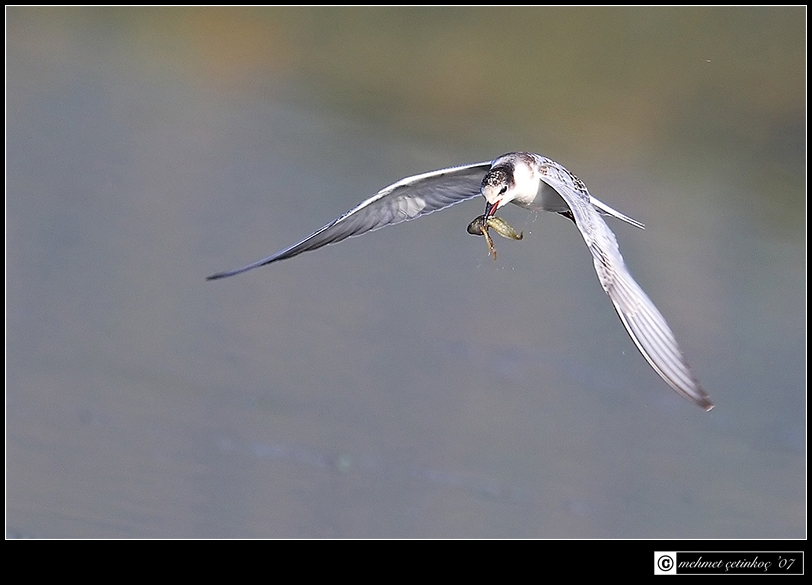White-winged Tern