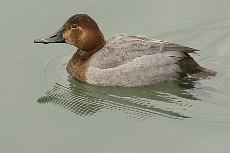 Common Pochard