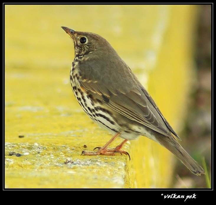 Song Thrush