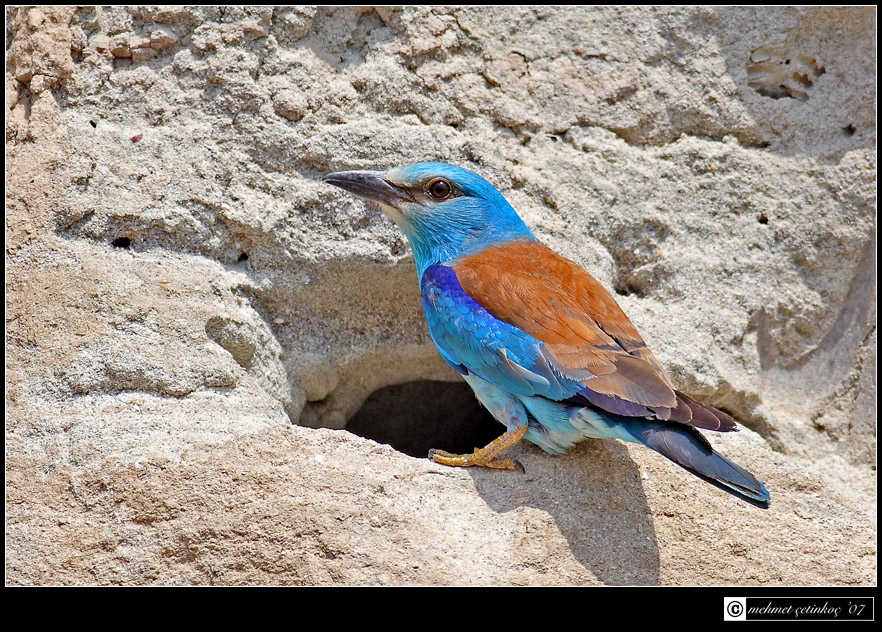 European Roller