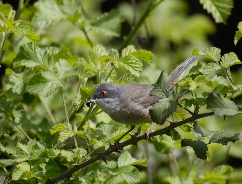 Sardinian Warbler