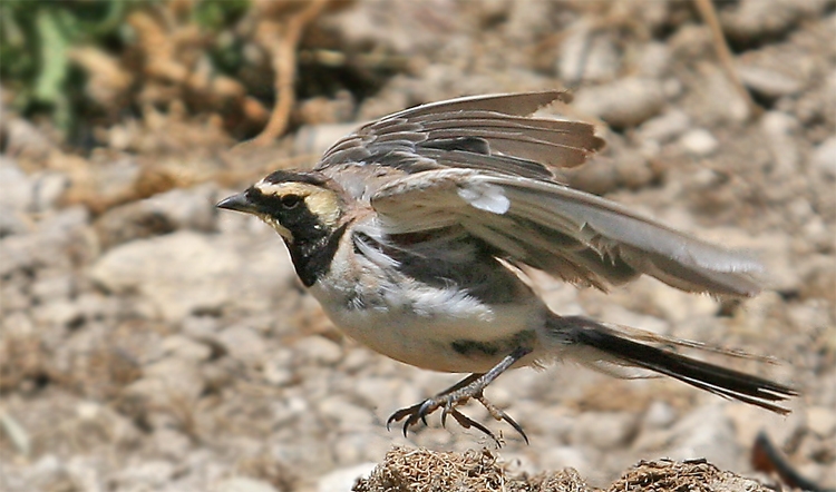 Horned Lark
