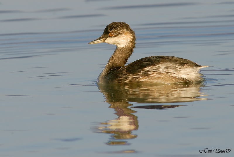 Black-necked Grebe