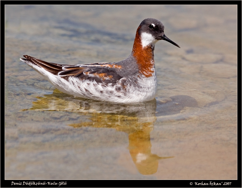 Red-necked Phalarope