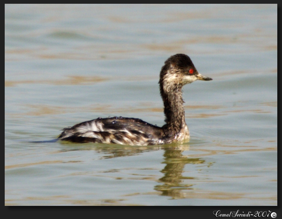 Black-necked Grebe
