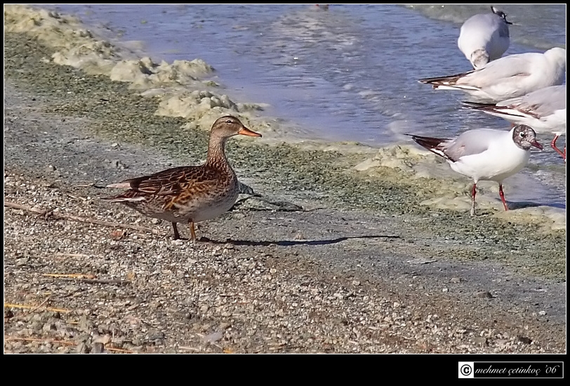 Gadwall