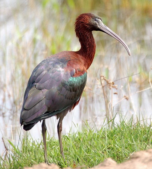 Glossy Ibis