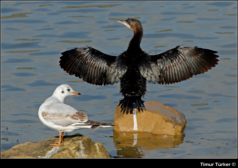 Pygmy Cormorant