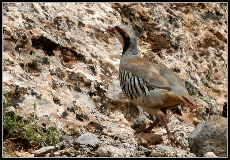 Chukar Partridge