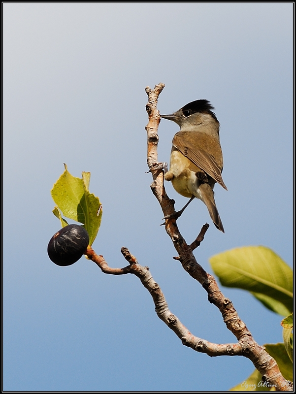 Eurasian Blackcap