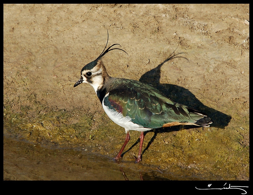 Northern Lapwing