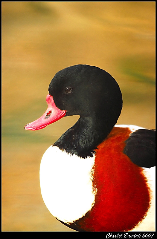 Common Shelduck