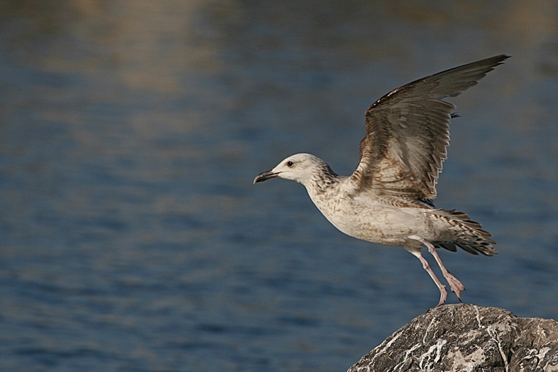 Caspian Gull