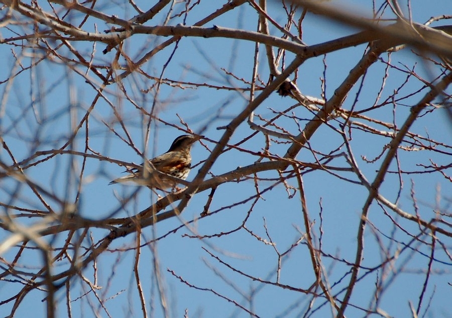 Redwing