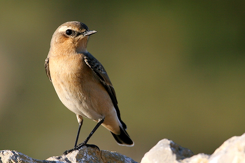 Northern Wheatear