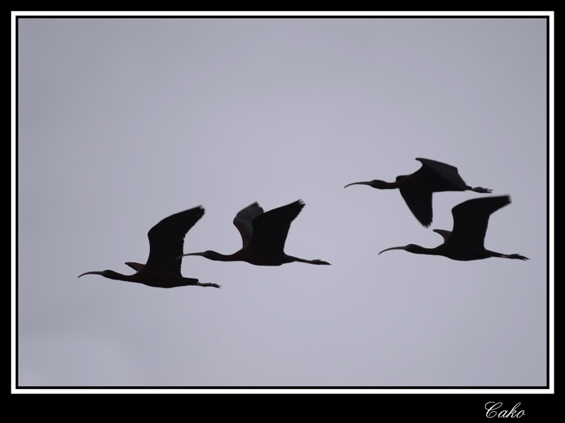 Glossy Ibis