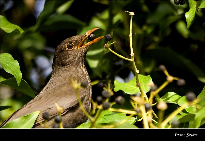 Common Blackbird