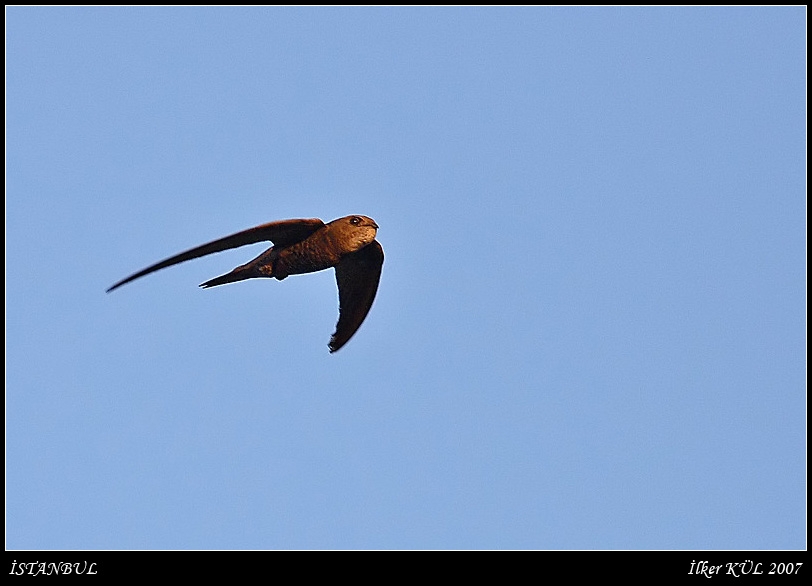 Common Swift