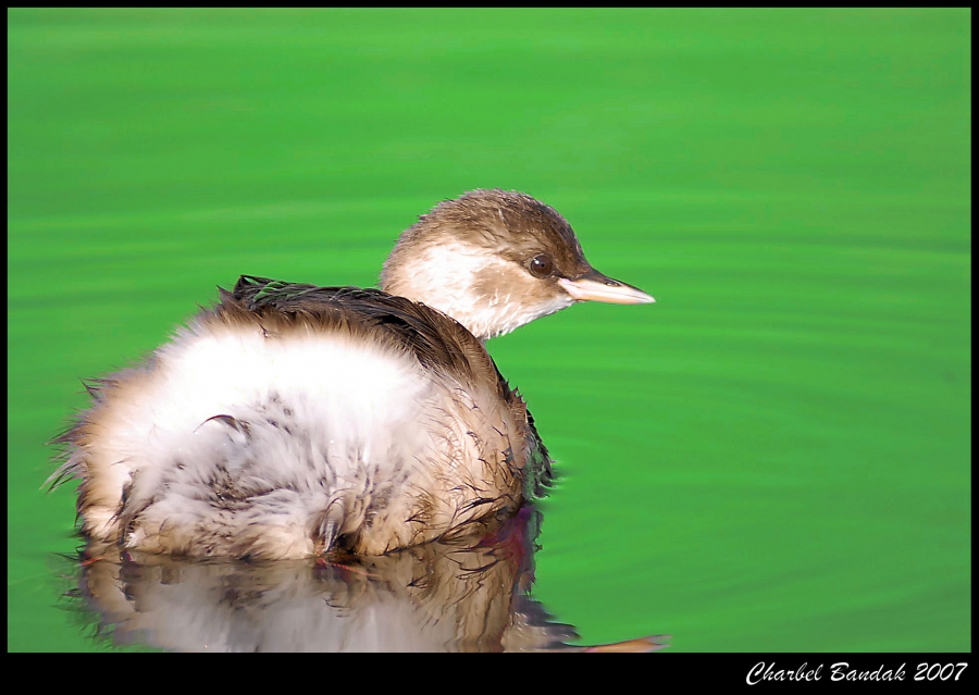 Little Grebe