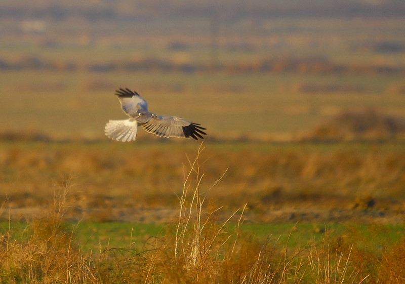 Hen Harrier
