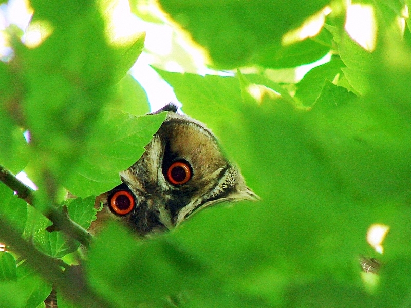 Long-eared Owl