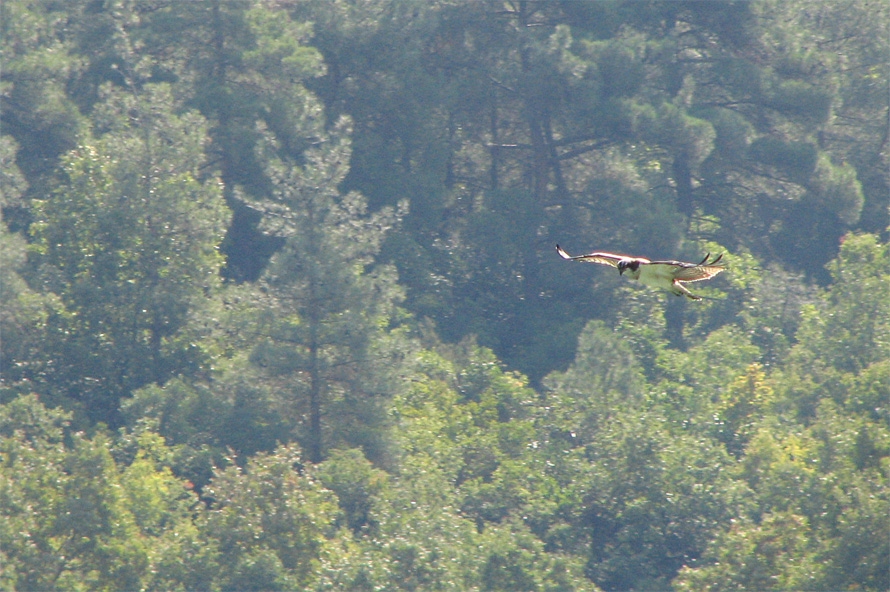 Osprey