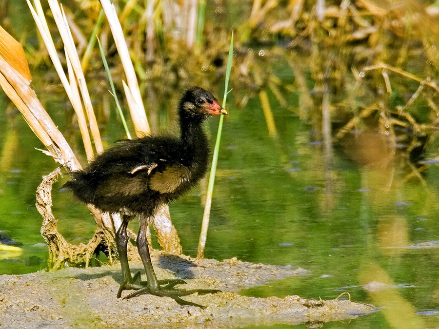 Common Moorhen