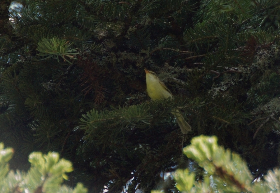 Green Warbler