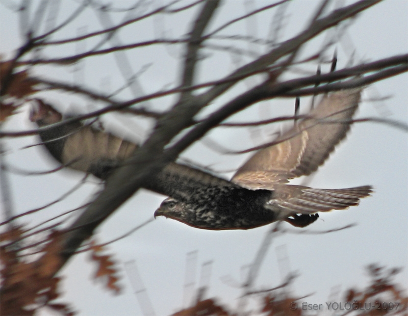 Common Buzzard