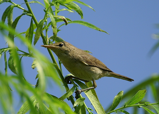 Eastern Olivaceous Warbler